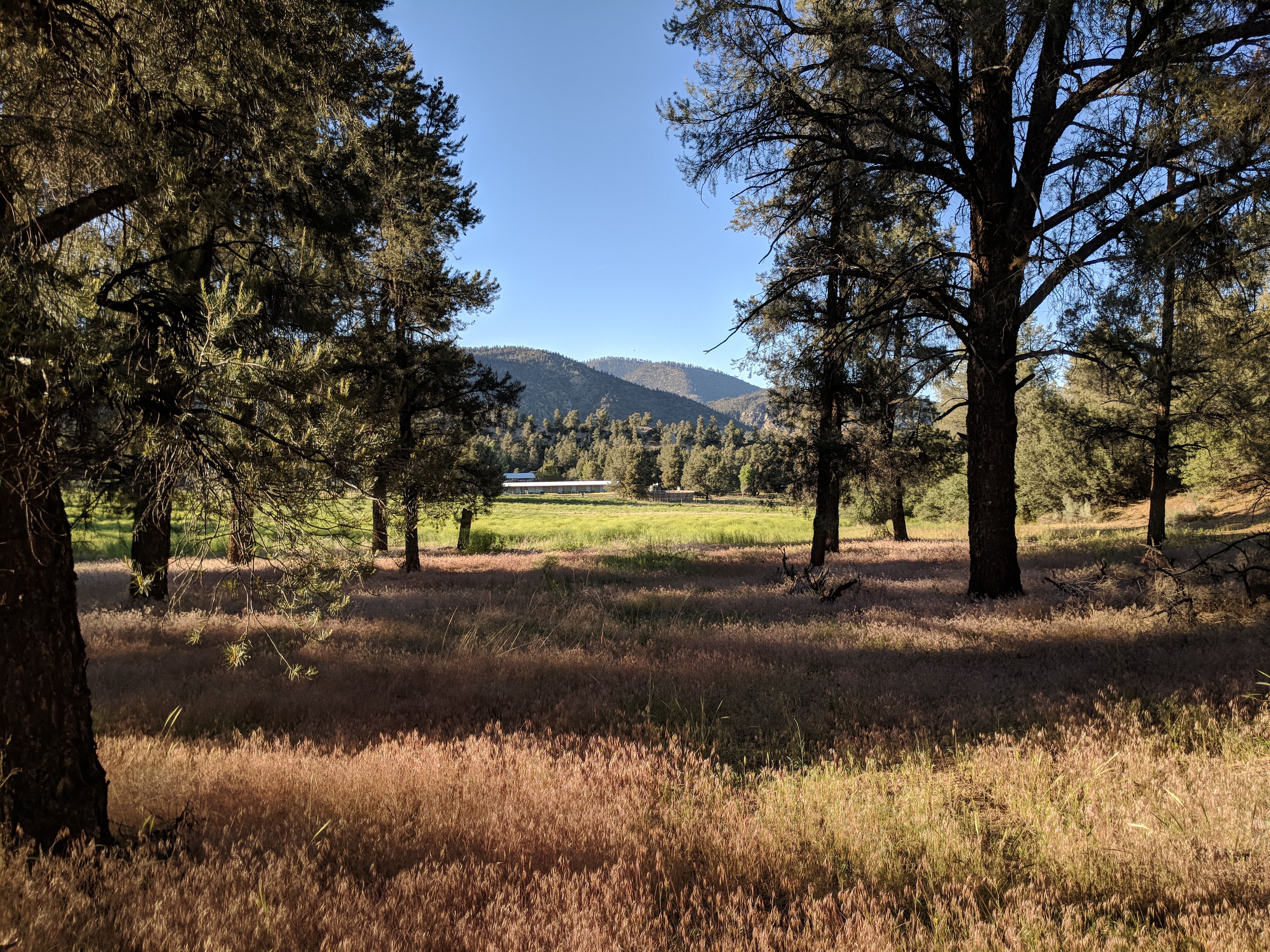 Photo of trees, meadoow and barn in the distance